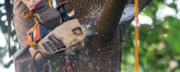 Reliable North Randall, OH Tree Services Solutions