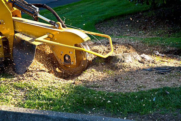 How Our Tree Care Process Works  in North Randall, OH